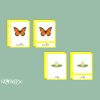 Cartes De Nomenclature Du Cycle Des Papillons