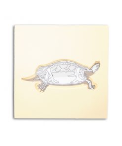 puzzle tortue avec squelette