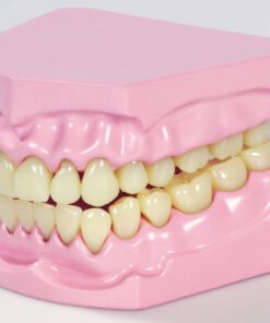 Dentier articulé