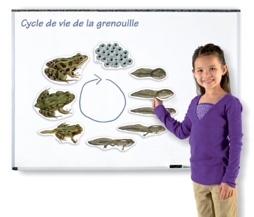 cycles de vie magnétiques grenouille