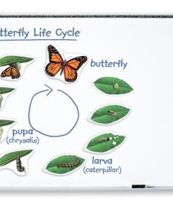 cycles de vie magnétiques papillon