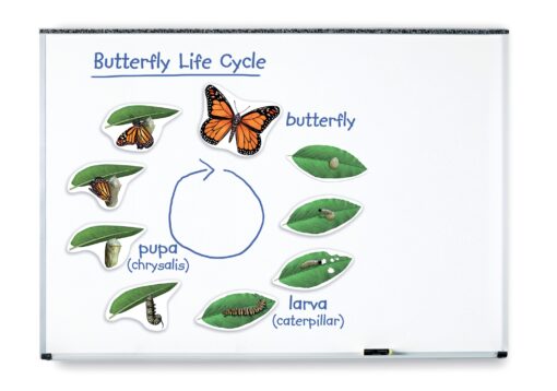 cycles de vie magnétiques papillon