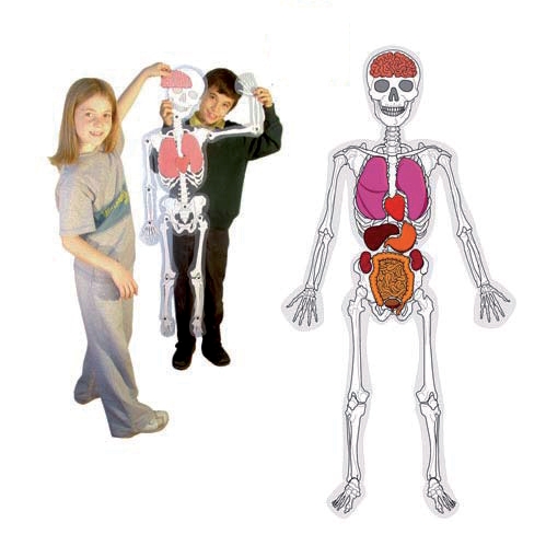L'homme : squelette et organes