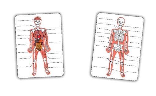 L'homme : squelette et organes