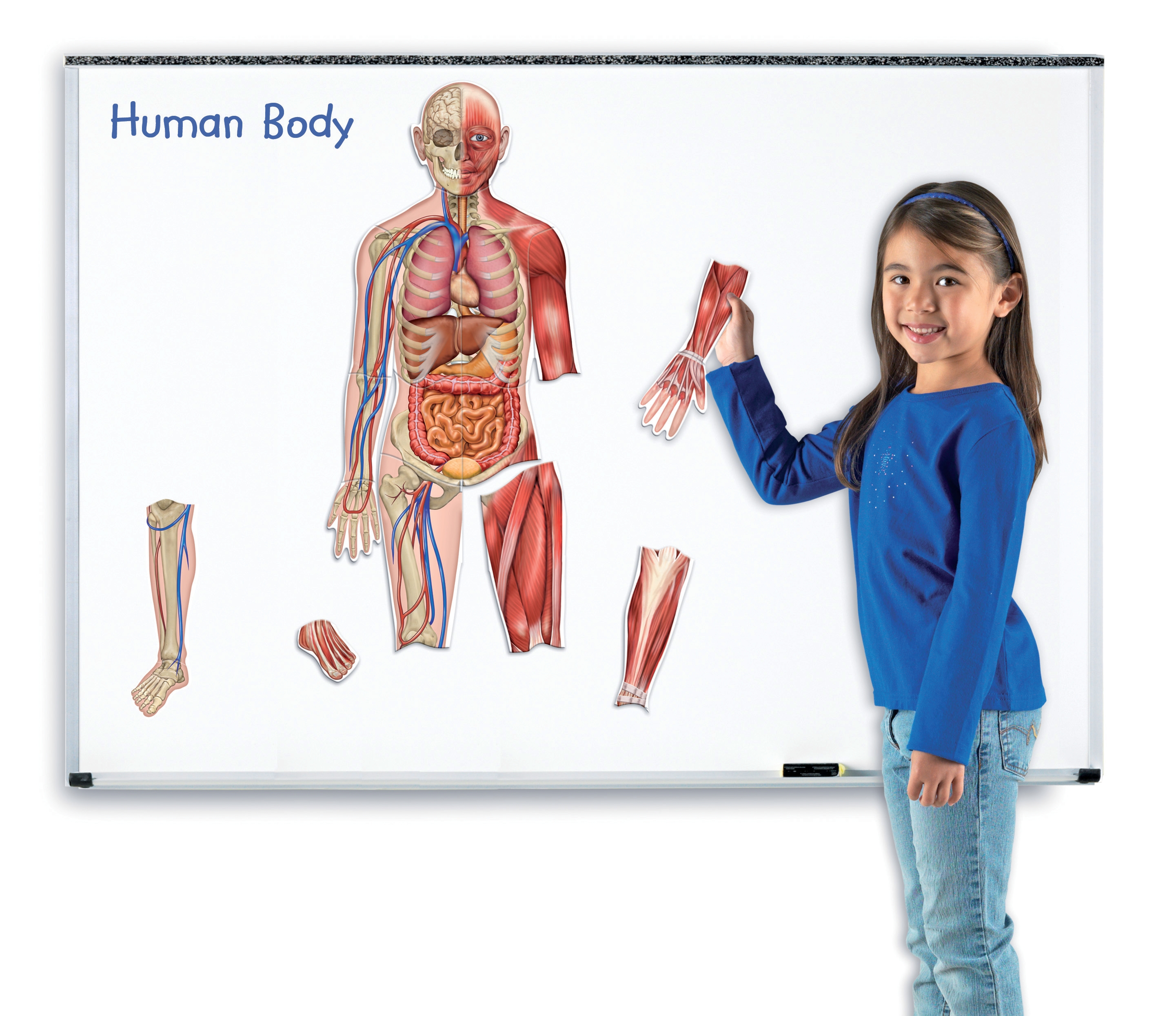Corps humain magnétique double face - Anatomie - Pensées Montessori