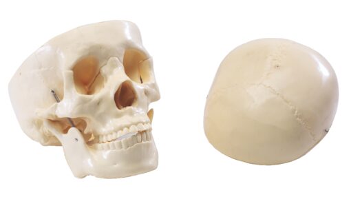 Crâne humain