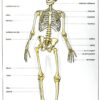 Planches didactiques - le squelette