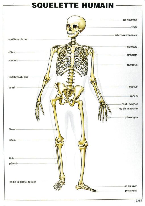 Planches didactiques - le squelette