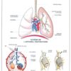 Planches didactiques - l'appareil respiratoire